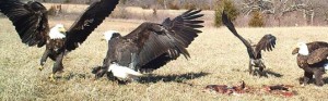 Revelation 19:21 preterist commnetary: eagles eating 